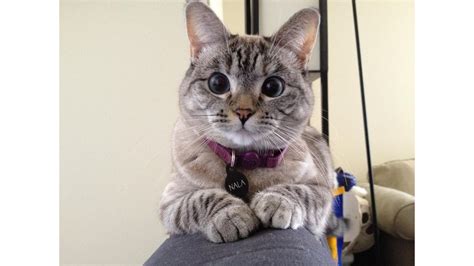 Who Is Nala Cat? Meet Instagram's Feline Sensation