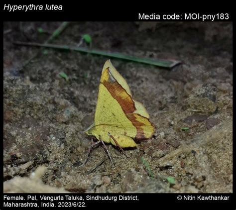 Hyperythra lutea | Moths
