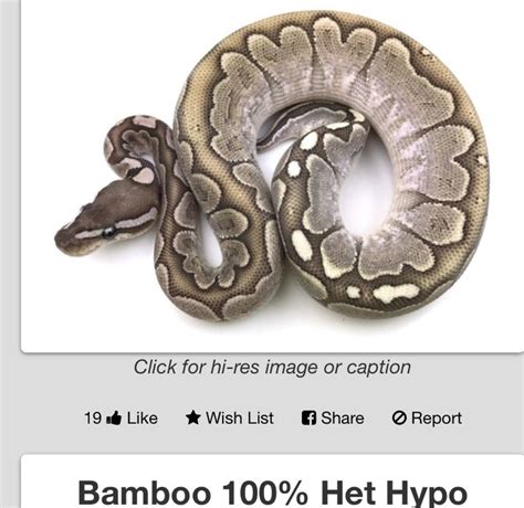 Image result for Bamboo Python API