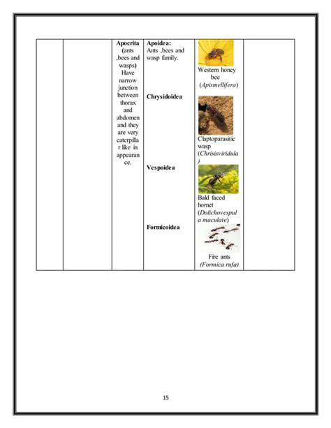 Insect Order Classification Chart 的图像结果