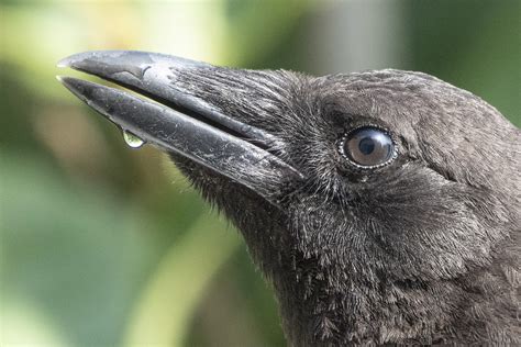 Crow Beak