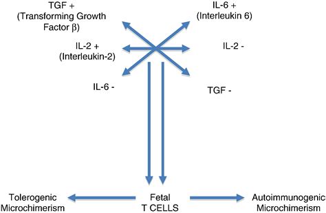 Fetal and maternal microchimerism: A boost for mom and baby ...