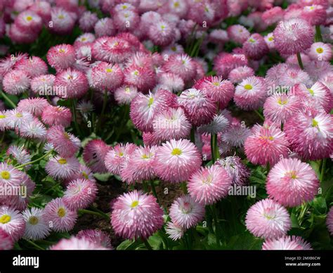 Aka bellis daisies hi-res stock photography and images - Alamy