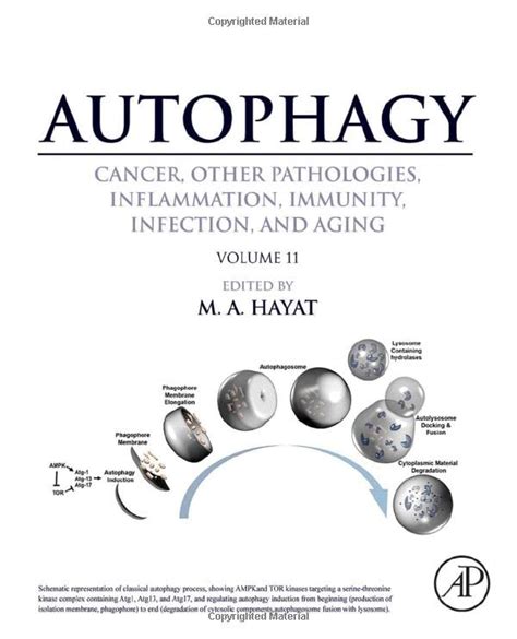 Buy Autophagy: Cancer, Other Pathologies, Inflammation, Immunity ...