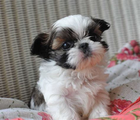 Shih Tzu Puppies Wallpapers - Wallpaper Cave