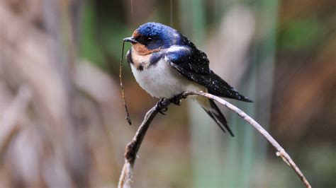 Barn Swallow | Audubon Guide to North American Birds