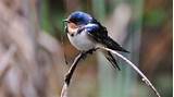 Barn Swallow | Audubon Guide to North American Birds