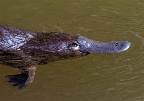 Secrets of the Platypus: Australia's Most Mysterious Mammal