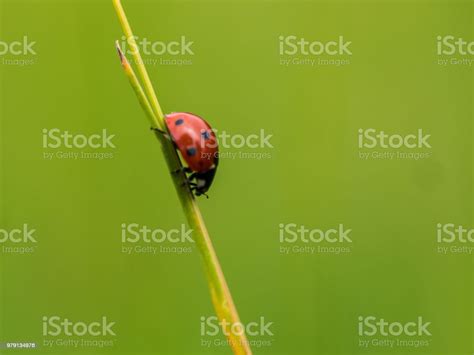 Image result for Ladybug Insect