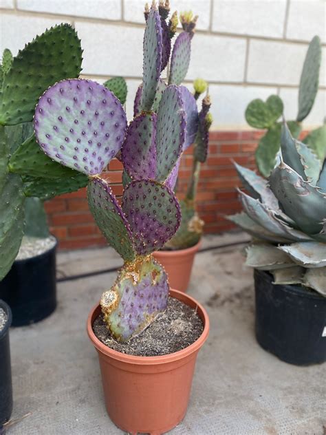 Opuntia ficus indica