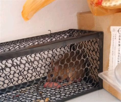 老鼠生一窝小老鼠最多多少只，老鼠生崽需要多长时间 - 致富热