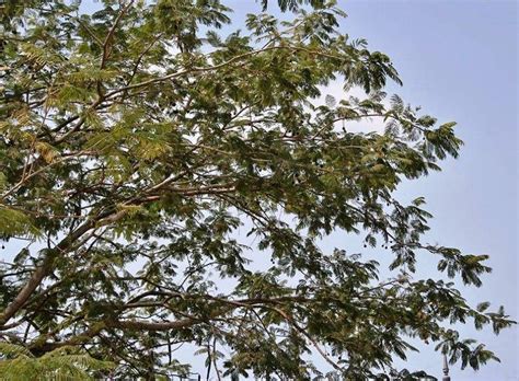 Parkia Biglandulosa Seeds | Chendu Phul | Badminton Ball Tree ...