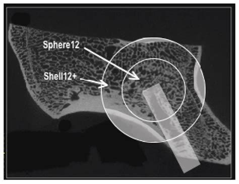 Veterinary Sciences | Special Issue : Animal Models of Disease