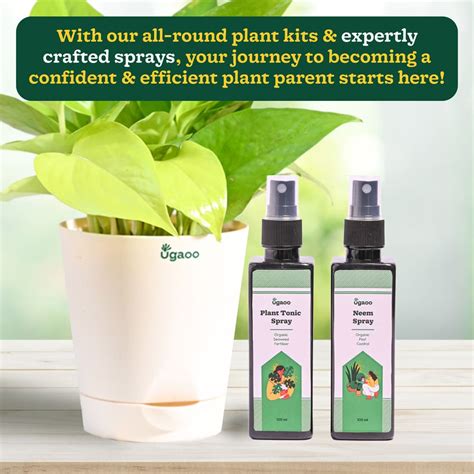 Plant Beginners Kit with Money Plant Golden – Ugaoo