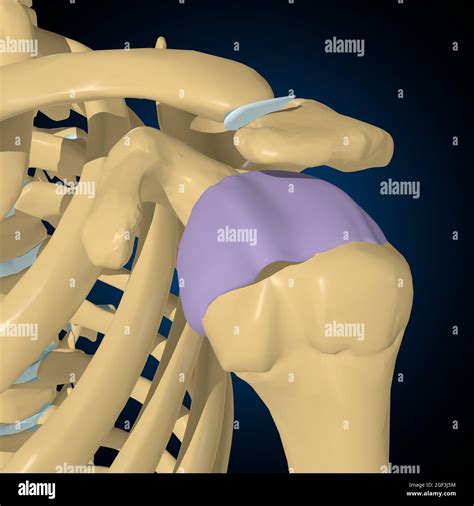 Articular capsule Anatomy For Medical Concept 3D Illustration Stock Photo - Alamy