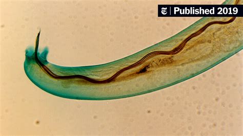 How Do They Test For Lungworm In Dogs