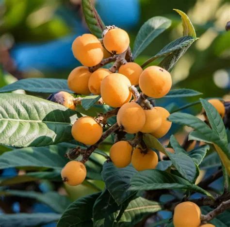 Download One Bundle Of Loquat Orange Fruits Wallpaper | Wallpapers.com