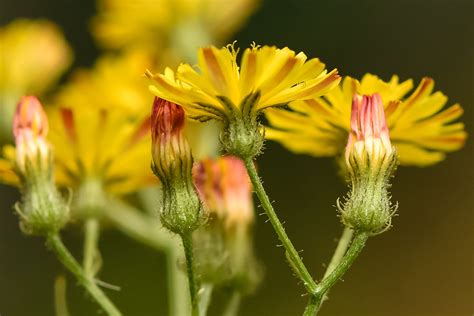 Crepis capillaris (L.) Wallr. | Plants of the World Online | Kew Science