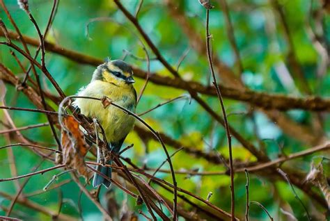 RSPB Big Garden Bird Watch, Birmingham Botanical Gardens, 24 January ...