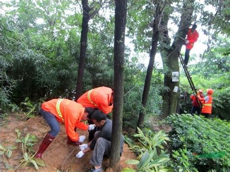 上海挖树找专业的挖树团队-五峰苗圃_江苏苏州五峰苗圃_园林网