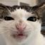 Image result for Learning Cat Discord