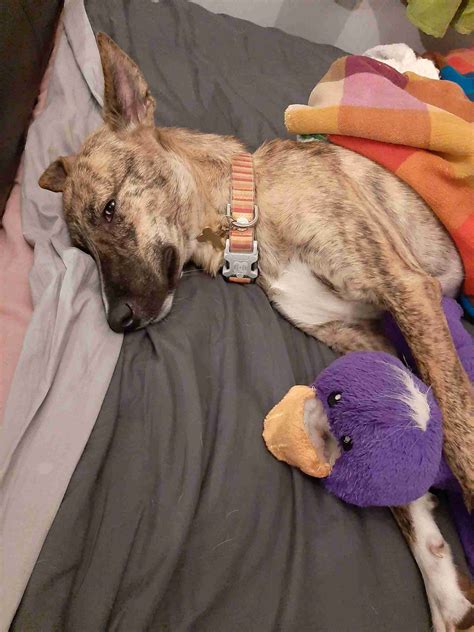 Willowdean Dickson - 2 year old female Cross-Breed available for adoption