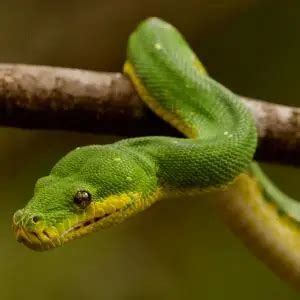 Image result for Green Tree Python Facts
