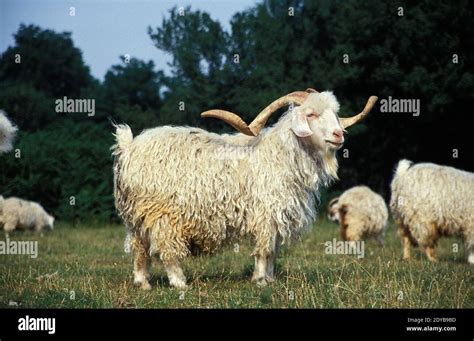 Image result for Angora Goat Wool