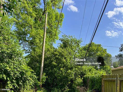 Image result for Tree Falling Hit Power Line