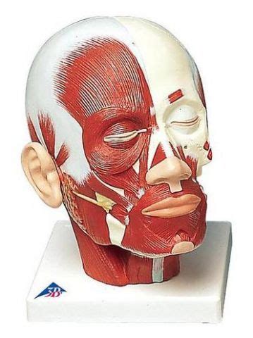 Muscle Head Model Computer Graphics Simulation 的图像结果