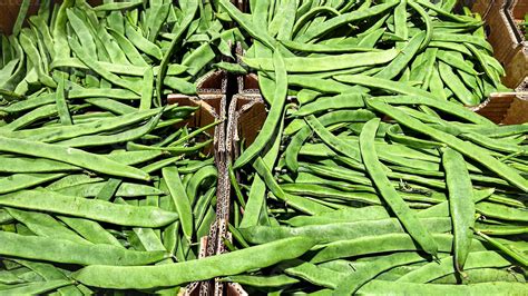 green bean flat string flat-type beans pods fresh ripe fruit market ...