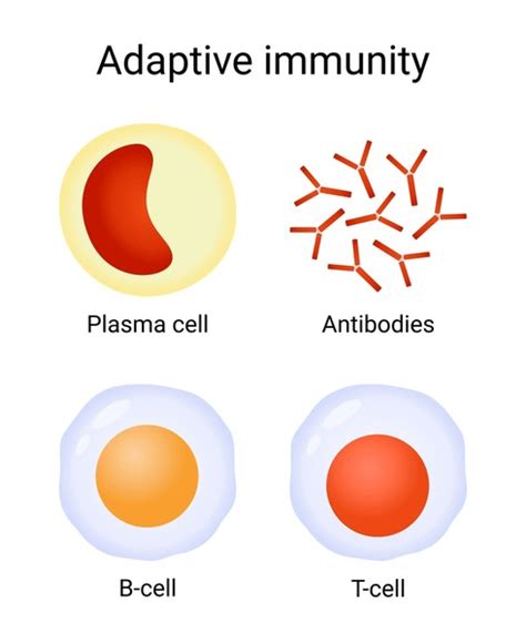 Image result for Adaptive Control System in Human Body