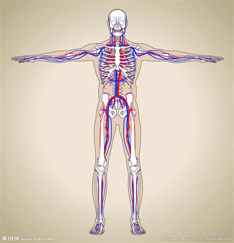 《系统解剖学》人体解剖标本实物图片考试_word文档在线阅读与下载_免费文档
