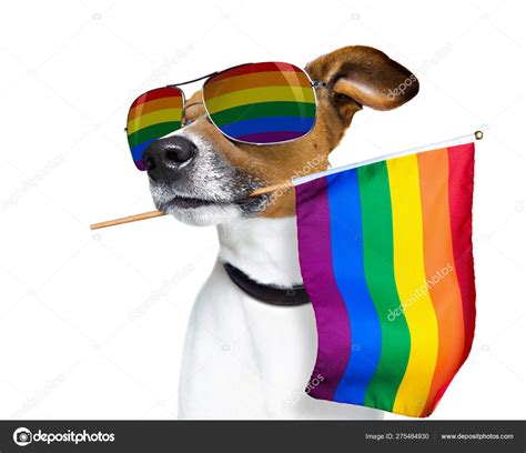 Gay pride dog Stock Photo by ©damedeeso 275484930