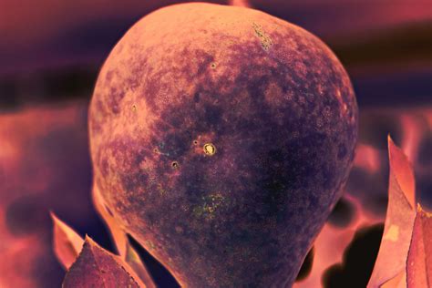 Image result for Alien Fruit