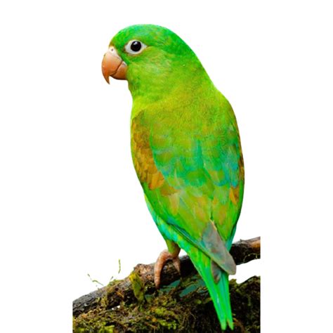Best Parrot PNG Images Free Download