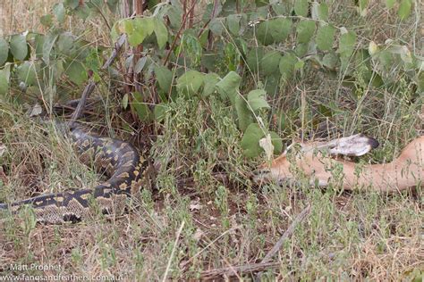 Python Eat Impala 的图像结果