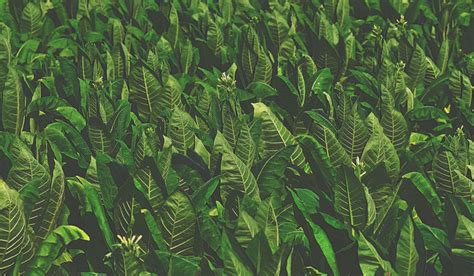 Tobacco plant-based bioreactors can help treat diabetes, arthritis ...