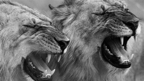 The Centre Cannot Hold | Meer