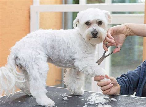 Pet Essentials in Btm Layout 2nd Stage,Bangalore - Best Pet Grooming ...