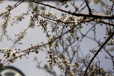 This Spring 的图像结果