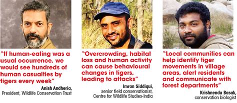 Tiger Attacks Surge: Unraveling the Human-Tiger Conflict in India