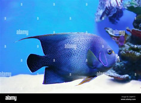 Catching Exotic Fish for Aquarium 的图像结果