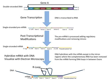 Image result for RNA Transcription Process