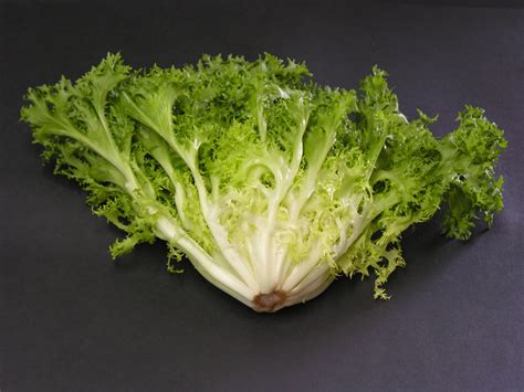 Endive – Trikaya Online Store