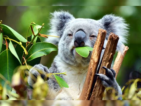 Animals are just like us when it comes to drugs and alcohol