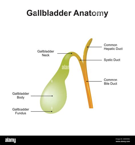 Gall Bladder Diagram
