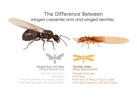 Carpenter Ants vs. Termites: What's the Difference? | How To Pest