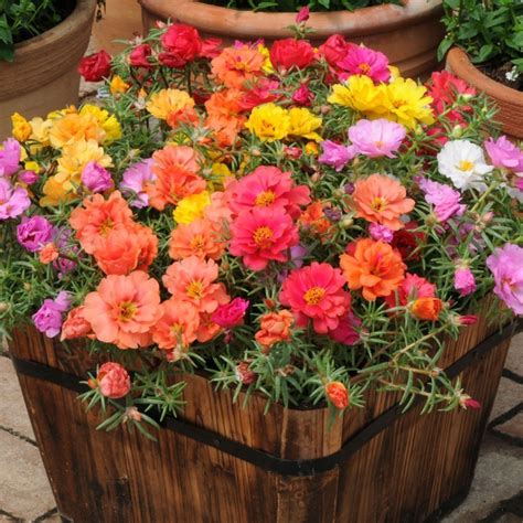 Portulaca F2 Hybrid Kariba Extra Double Mix Flower Seeds by Seedscare ...