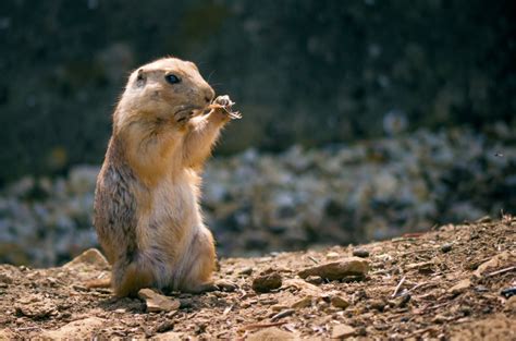 Image result for Domesticated Prairie Dogs